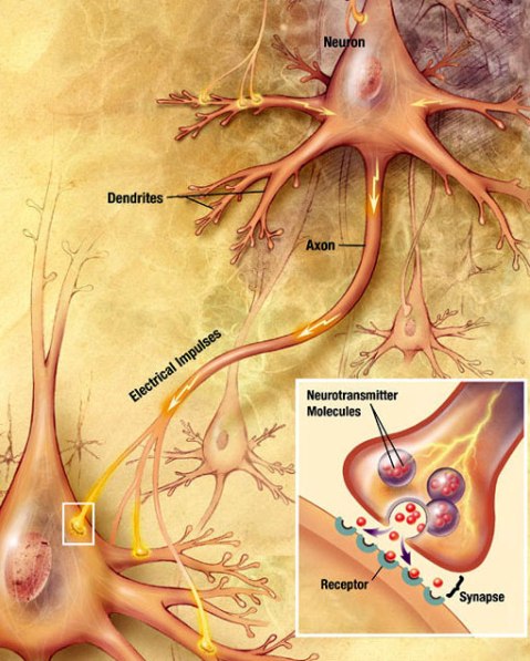 Chemical_synapse_schema_cropped